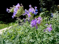 Kedi Nanesi Kullanımı ve Faydaları Nelerdir?