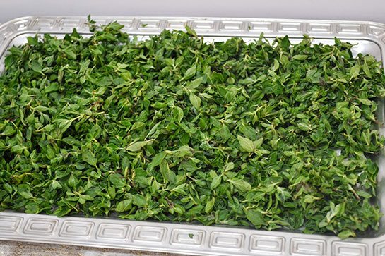 Kuru Nanenin Faydaları ve Kullanımı