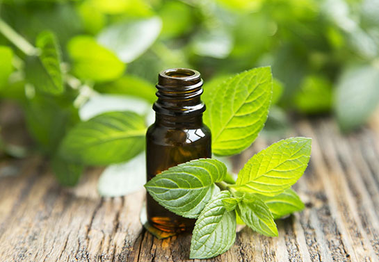 Nane Yağı Kullanımı ve Faydaları Nelerdir?