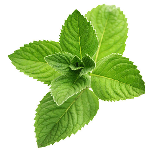 Nane Yaprağı Kullanımı ve Faydaları Nelerdir?