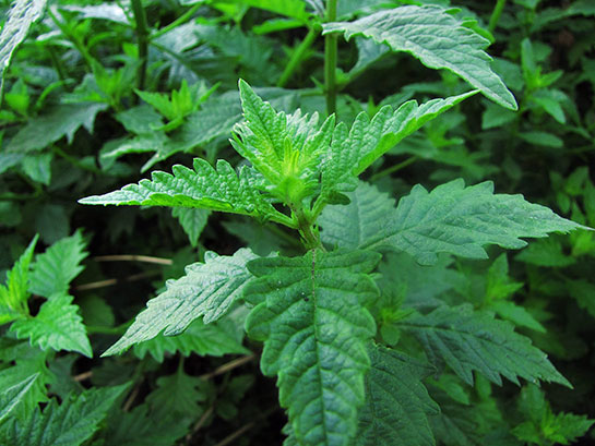 Nane Özellikleri ve Faydaları Nelerdir?